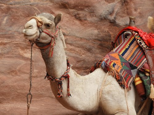 petra  jordan  camel