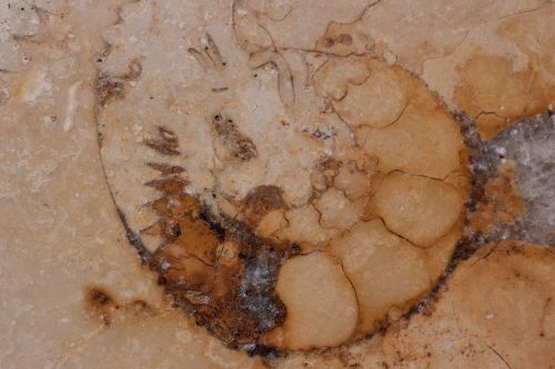 petrification fossil nautilus fossil