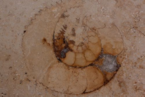 petrification fossil nautilus fossil