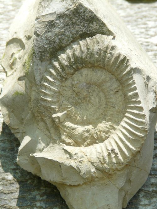 petrification ammonit stone