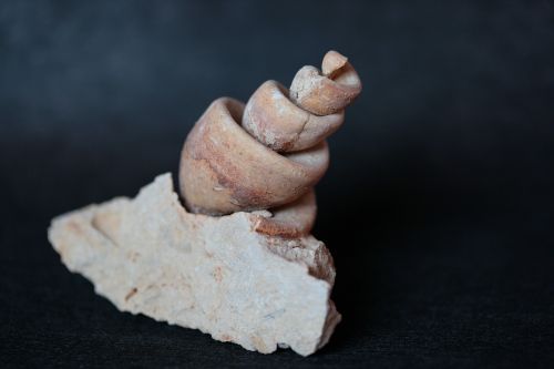 petrification snail stone