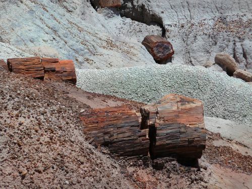 petrified forest national