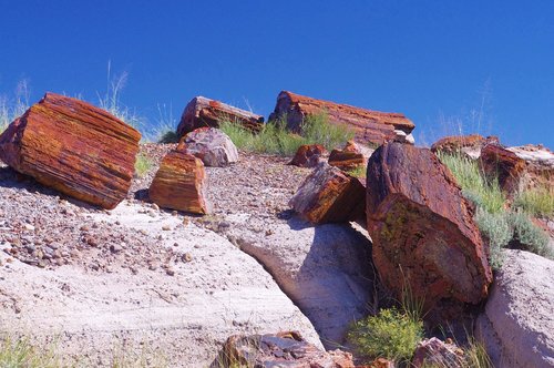 petrified forest national park  colorful  petrified