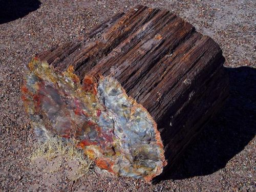 petrified tree arizona petrification