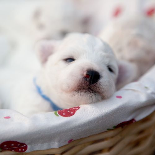 pets bichon puppy