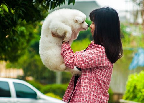 pets dog samoyed