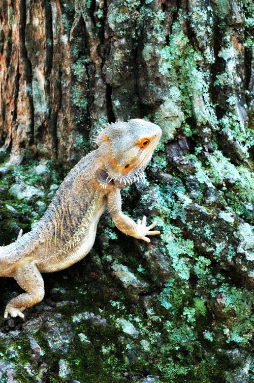 lizard bearded dragon reptile