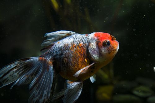 pets ornamental fish goldfish