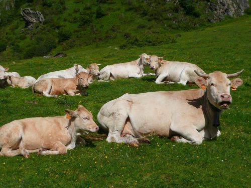 pets cows pyrenees