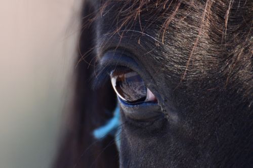 pets eyes horse