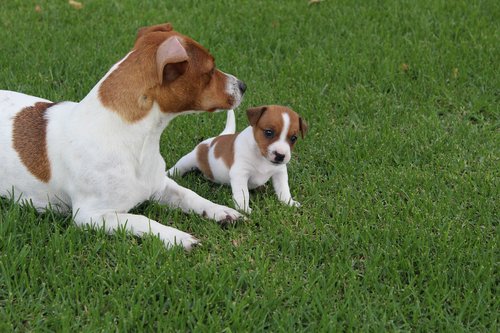 pets  dogs  jack russel