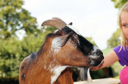 petting zoo goat stroke