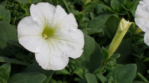 petunia flowers white flowers