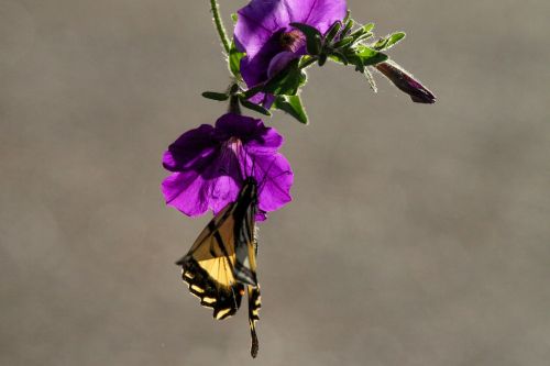 petunia butterfly monarch
