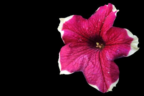 petunia nachtschattengewächs garden petunia