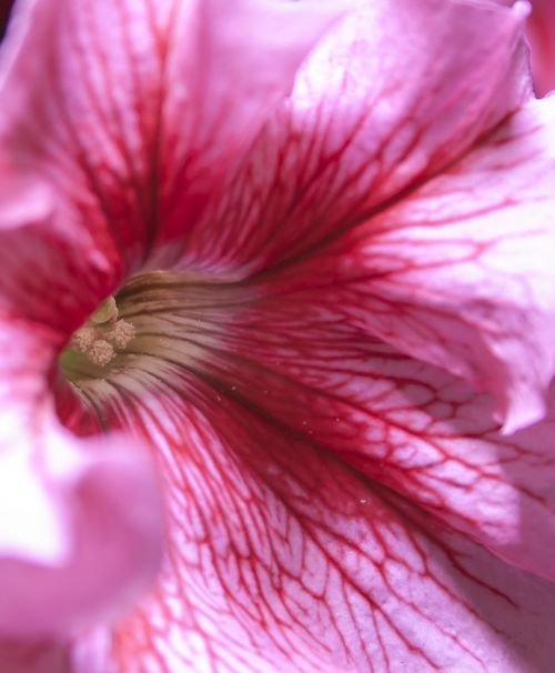 petunia pink blossom