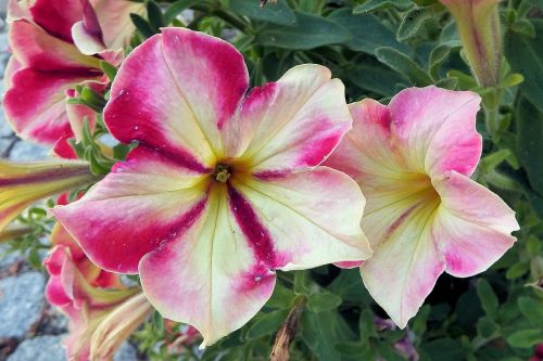 petunia flowers garden petunia