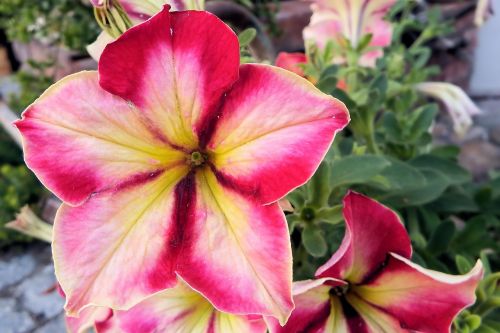 petunia flowers garden petunia