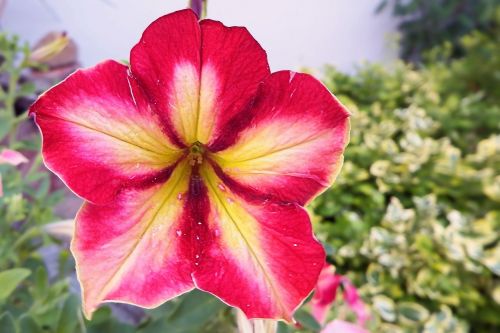 petunia blossom bloom