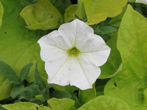 petunia white flower