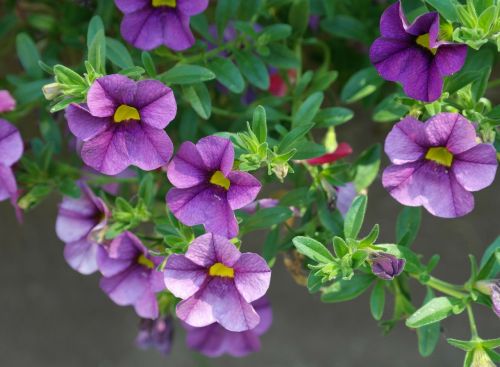 petunia flowers purple flower
