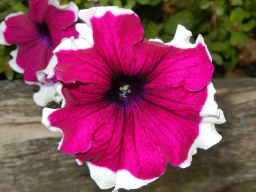 petunia flowers nature