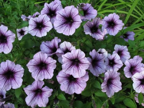 petunia blossoms purple