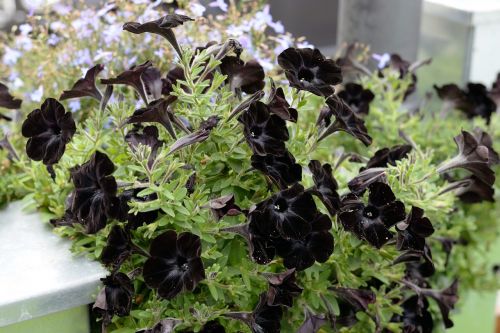 petunia flower black