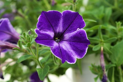 petunia flower blossom