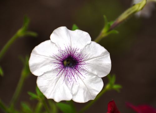 petunia white flower