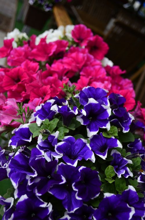 petunia flowers summer