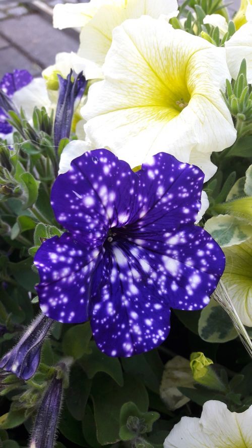 petunia night skies plants