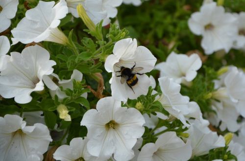 petunia white flowers bourdon