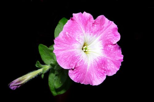 petunia pink flower