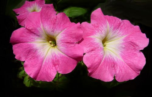 petunia flowers garden