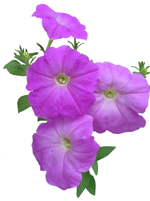 petunia flowers summer