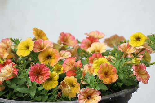 petunia  flower  colorful