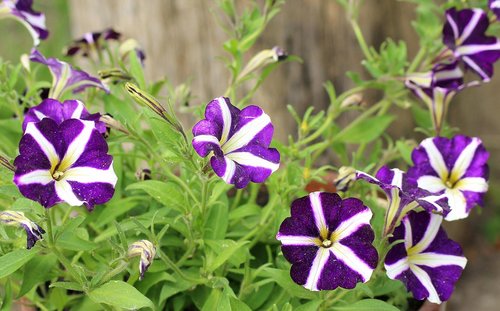 petunia  purple flowers  flower