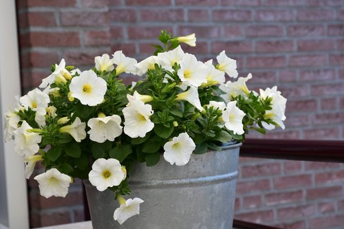 petunia  flowers  white