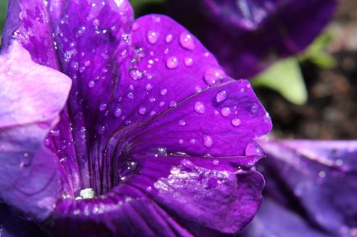 petunia nachtschattengewächs blossom