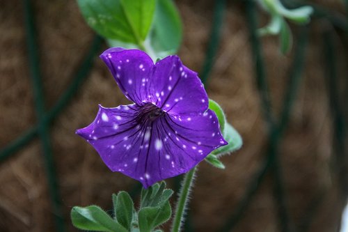 petunia  violet  blue