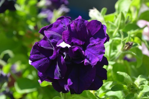 petunia  flower  purple