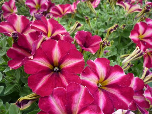 petunia  flower  garden