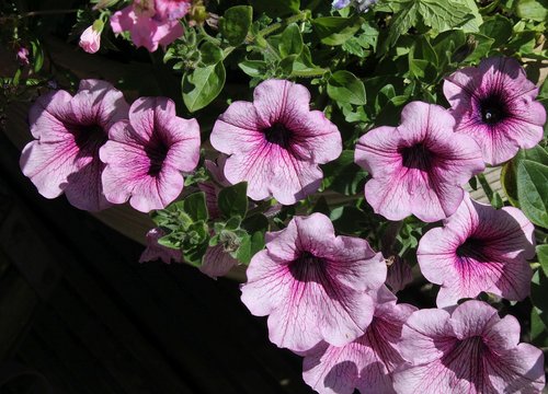 petunia  flower  bloom