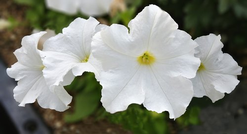 petunia  page century  white flower