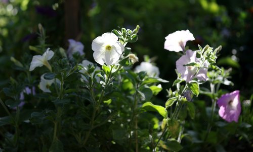 petunia  flower  white