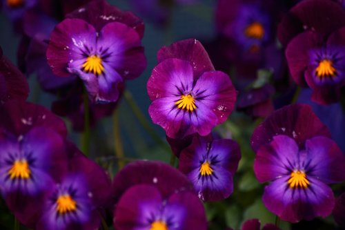 petunia  purple plants  violet
