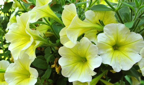petunia  yellow  flowers