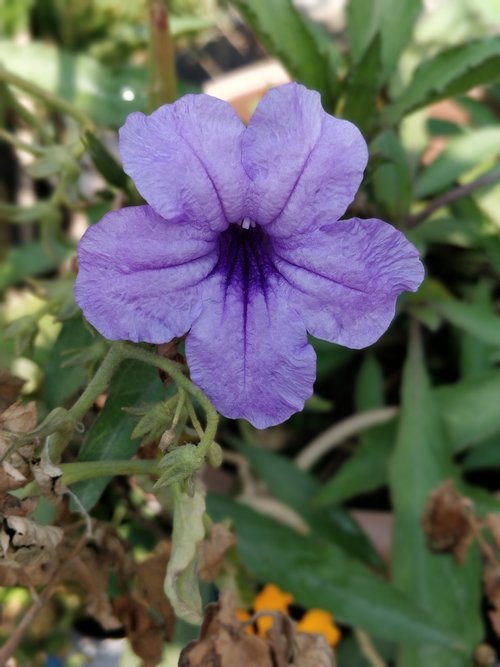 petunia  purple blue  flowers