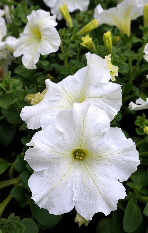 petunia  white  blossom